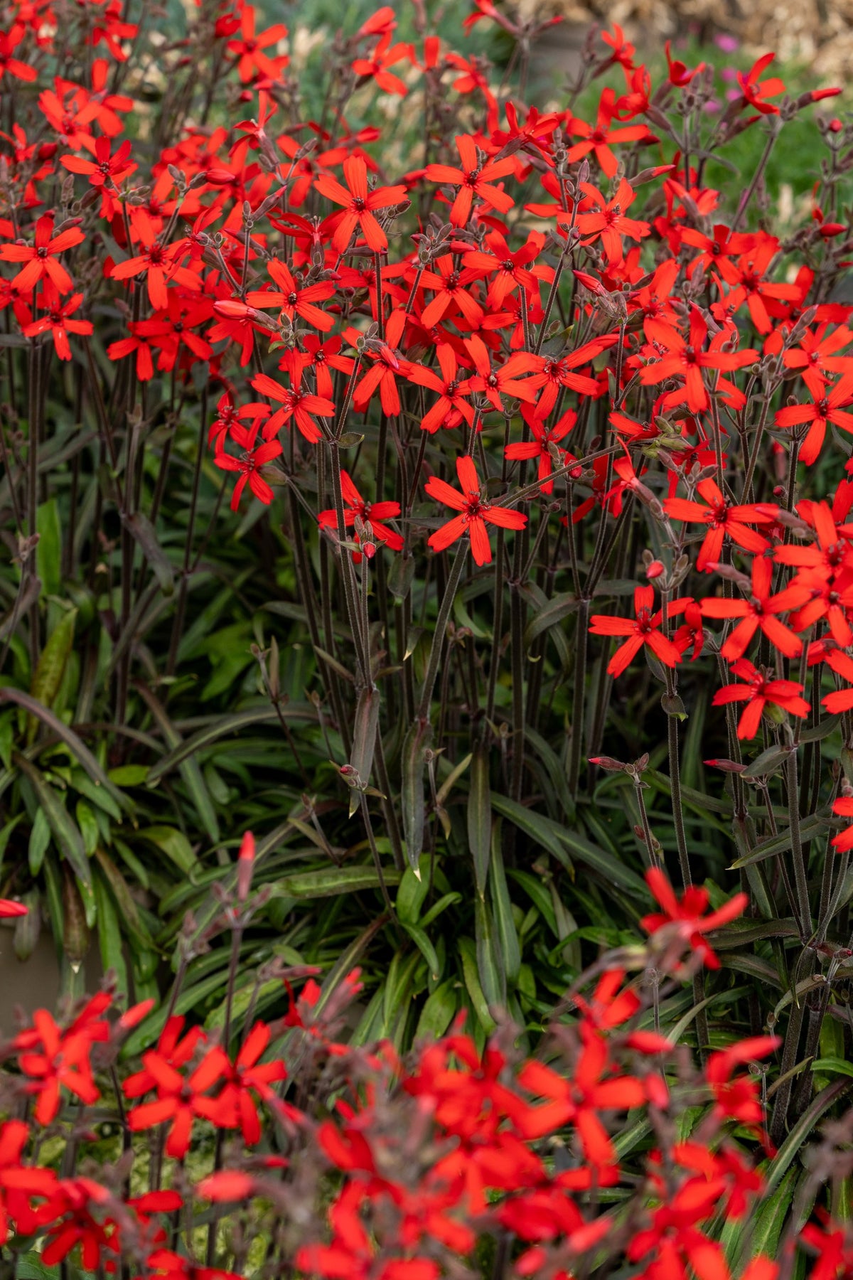 Silene virginica ‚Burning Heart‘ Feuernelke Staude mit scharlachroten Blüten und schmalem grünem Laub im Gartenbeet, von Stauden Gänge.