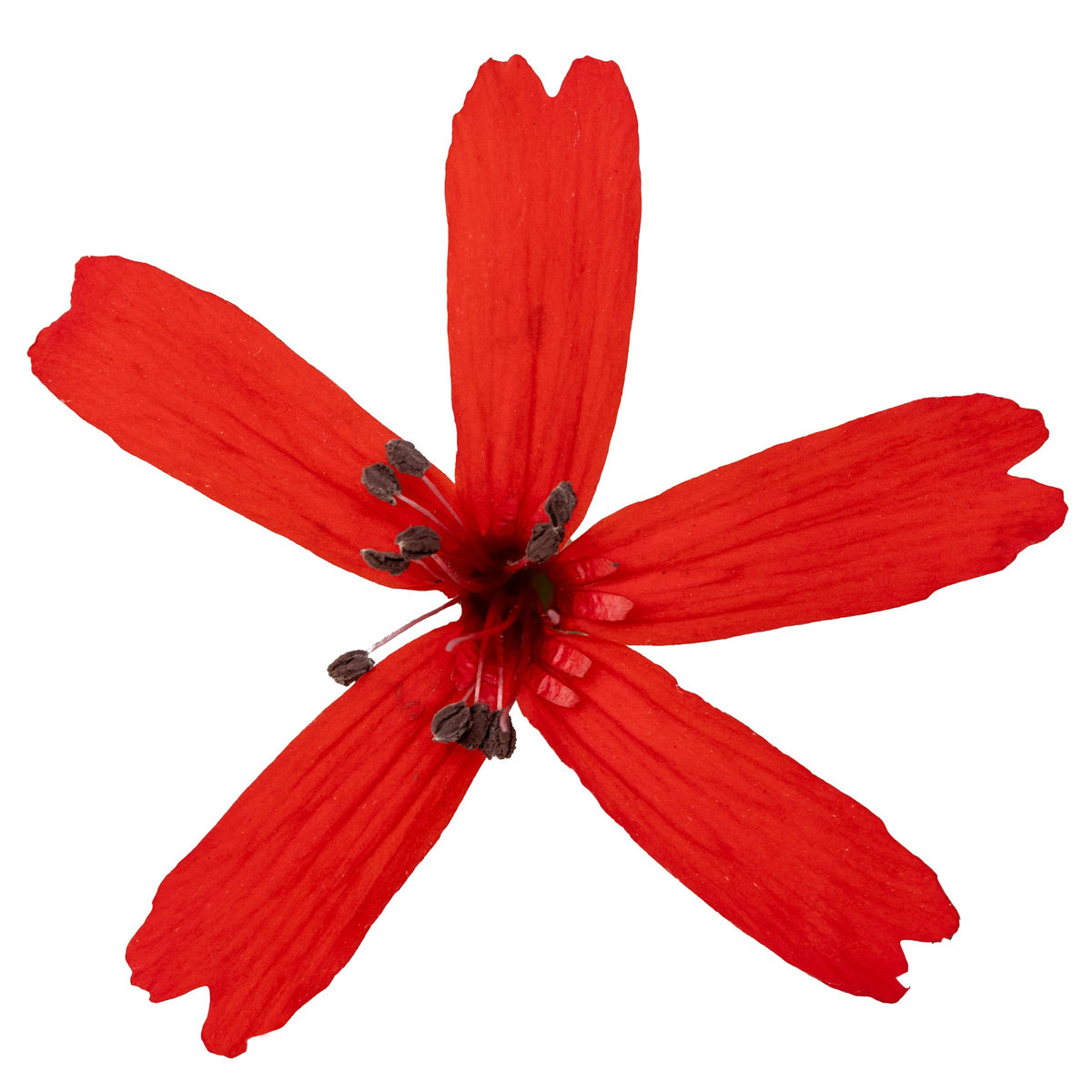 Einzelne scharlachrote Blüte der Silene virginica ‚Burning Heart‘ Feuernelke mit fünf tief gekerbten Kronblättern, freigestellt, von Stauden Gänge.