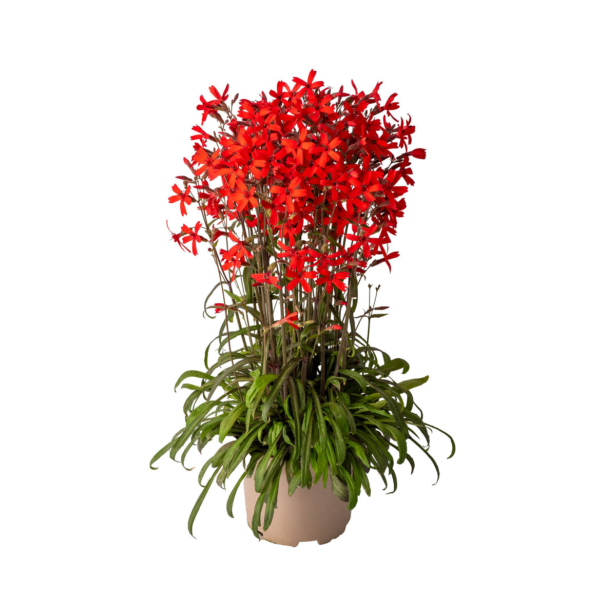 Silene virginica ‚Burning Heart‘ Feuernelke im 11x11 cm Topf mit roten Blüten und grüner Blattrosette, freigestellt, von Stauden Gänge.