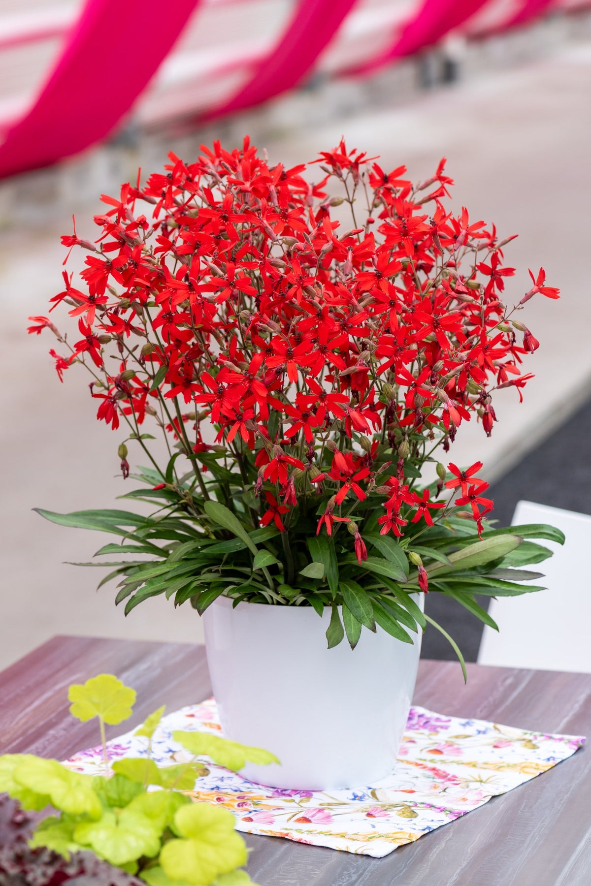 Silene virginica ‚Burning Heart‘ Feuernelke im weißen Topf auf einem Gartentisch neben gelblaubiger Heuchera, von Stauden Gänge.