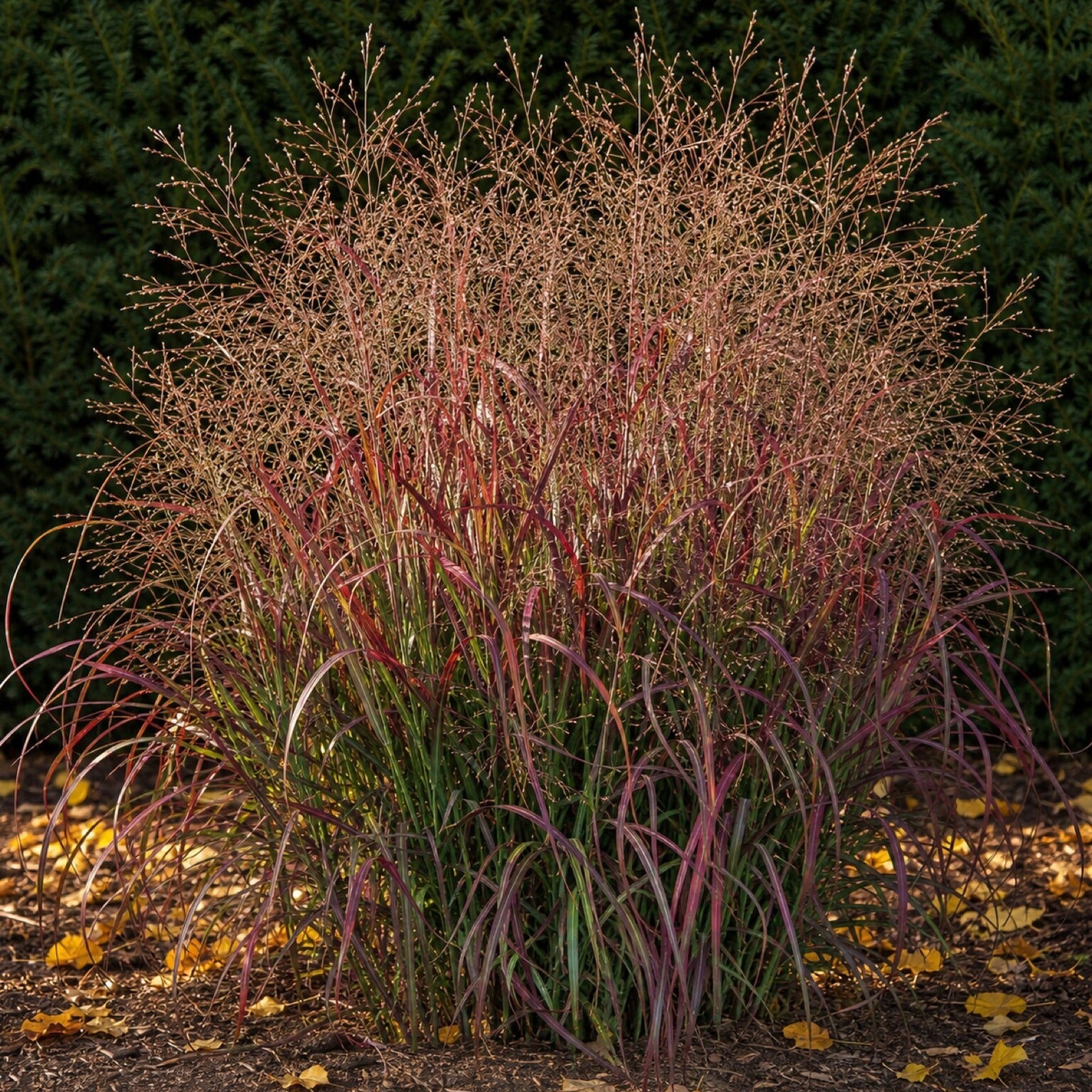 Feuerrote Rutenhirse 'Squaw' in leuchtender Herbstfärbung vor dunkler Eibenhecke