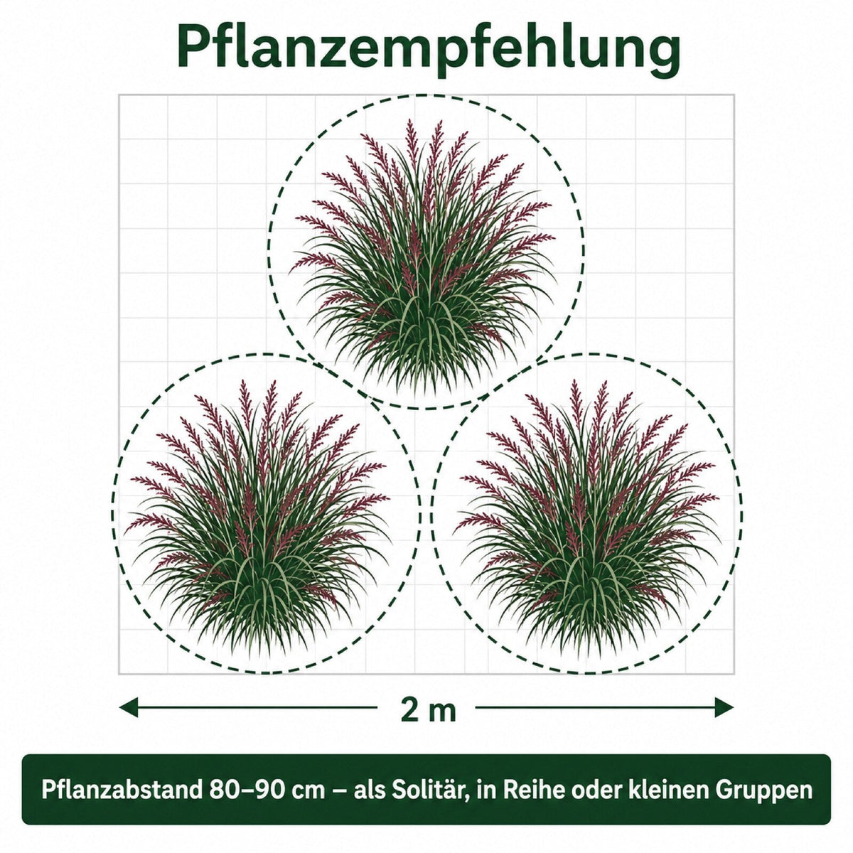 Pflanzempfehlung für Panicum virgatum 'Squaw': Pflanzabstand und Gruppenpflanzung