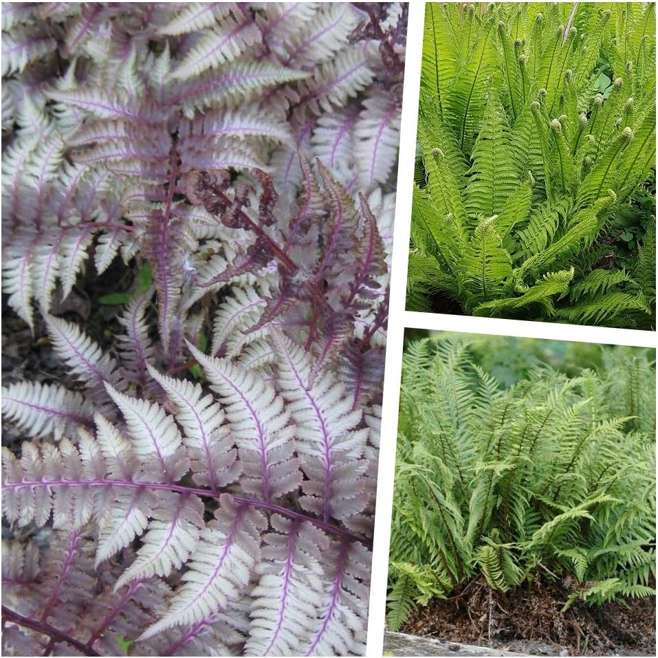 3 x Farn Kollektion / SELTENHEIT - Stauden Gaenge