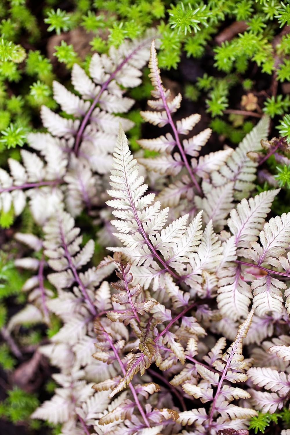 Athyrium niponicum ‚Burgundy Lace' / Regenbogenfarn - Stauden Gaenge