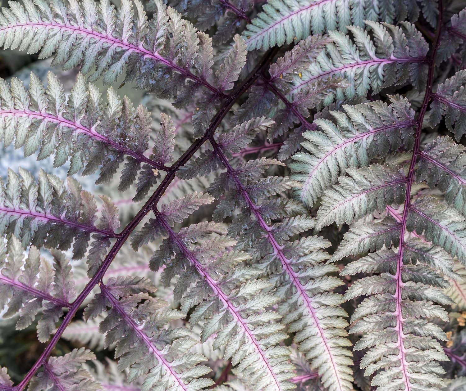 Athyrium niponicum ‚Burgundy Lace' / Regenbogenfarn - Stauden Gaenge