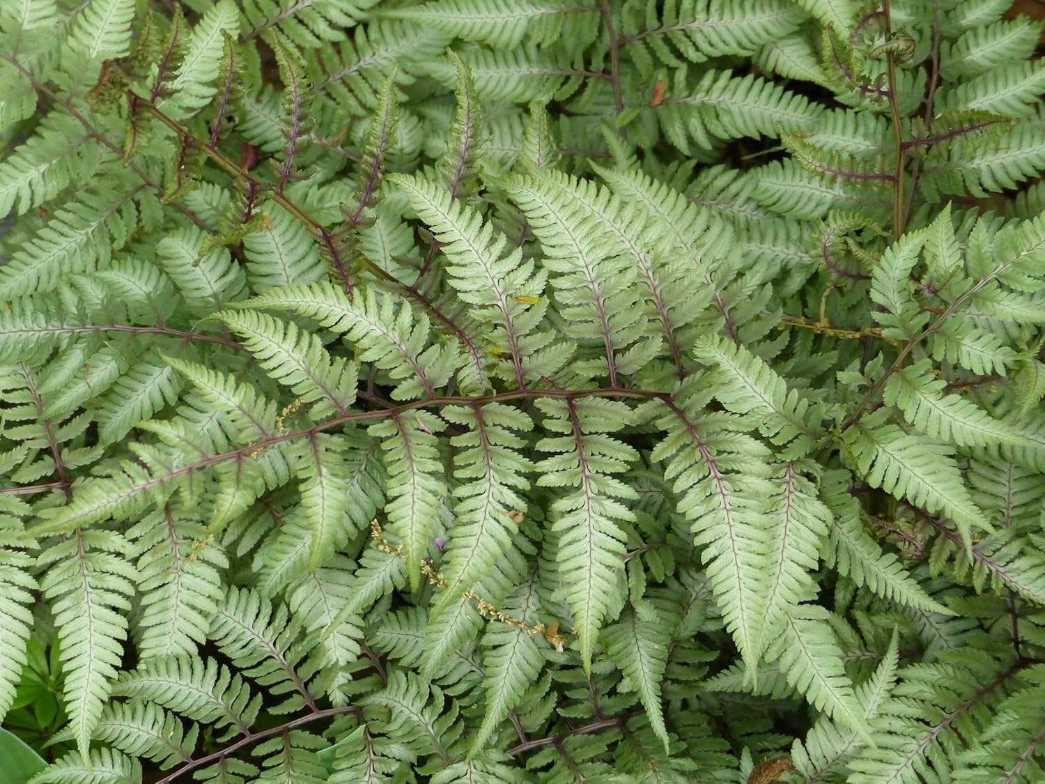 Athyrium niponicum 'Red Beauty' / Regenbogenfarn - Stauden Gaenge