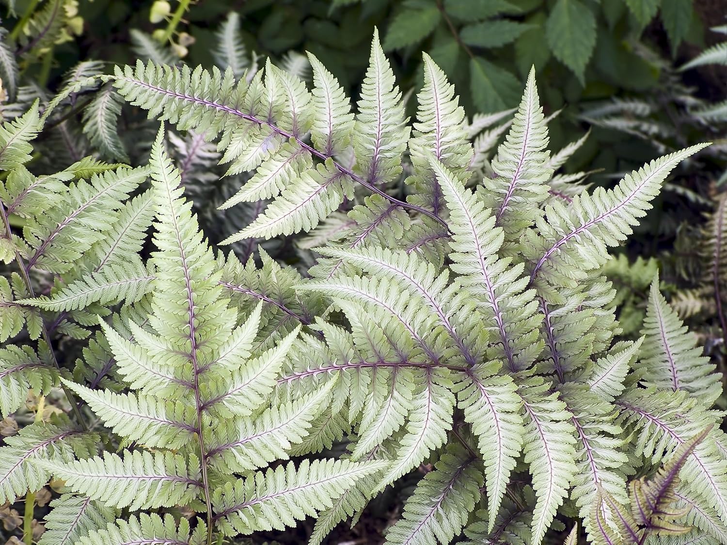 Athyrium niponicum 'Red Beauty' / Regenbogenfarn - Stauden Gaenge