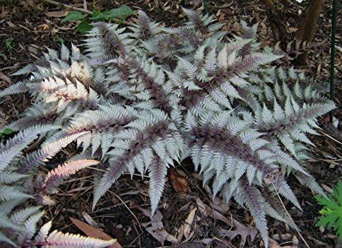 Athyrium niponicum 'Red Beauty' / Regenbogenfarn - Stauden Gaenge