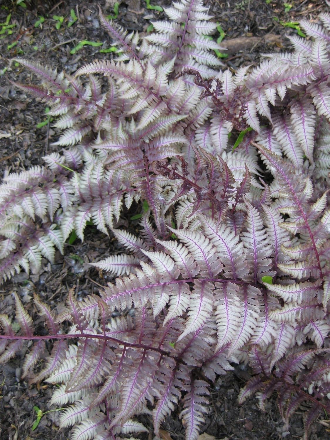 Athyrium niponicum 'Red Beauty' / Regenbogenfarn - Stauden Gaenge
