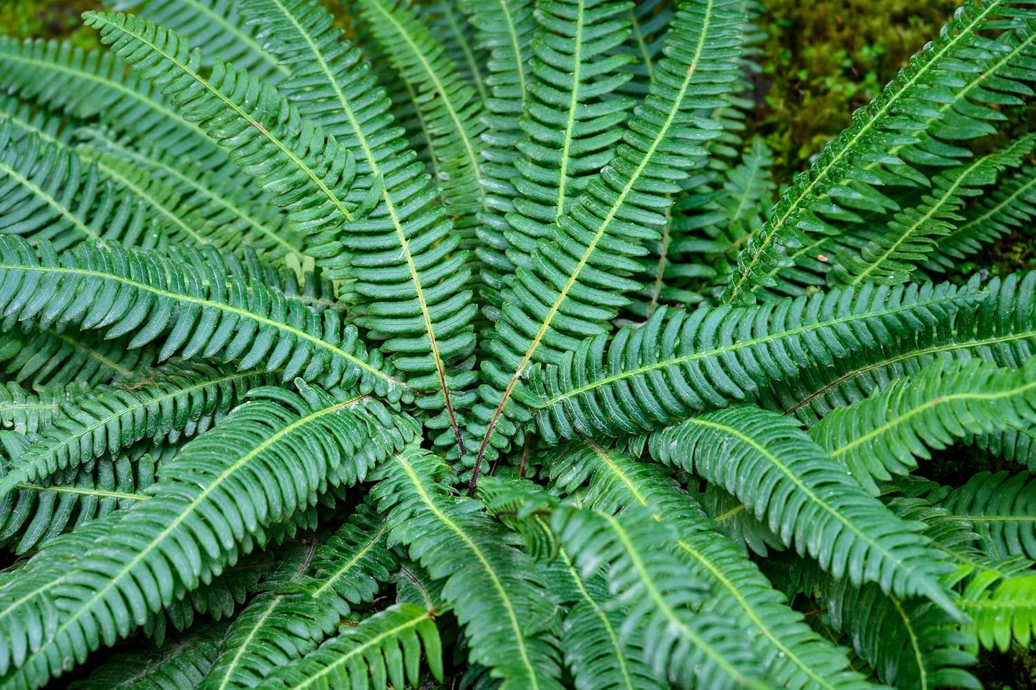 Blechnum spicant / Rippenfarn
