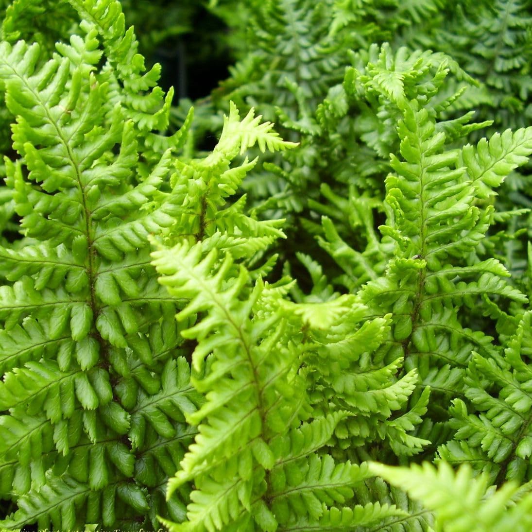 Dryopteris affinis 'Crispa Congesta'/ krauser Goldschuppenfarn - Stauden Gaenge