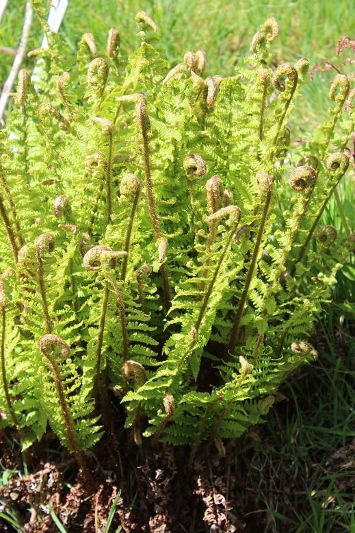 Dryopteris affinis 'Crispa' / gewellter Goldschuppenfarn - Stauden Gaenge