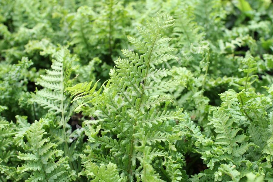 Dryopteris affinis 'Crispa' / gewellter Goldschuppenfarn - Stauden Gaenge