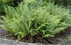 Stauden Gänge Dryopteris affinis 'Crispa', gewellter Goldschuppenfarn mit gefransten Blättern, im Garten.