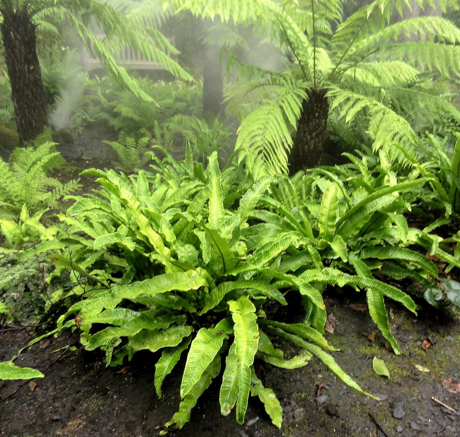 Phyllitis scolopendrium 'Angustifolium' / Hirschzungenfarn - Stauden Gaenge