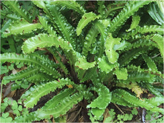Hirschzungenfarn Phyllitis scolopendrium 'Angustifolium' mit schmalen grünen Farnblättern, Stauden Gänge, im Garten.
