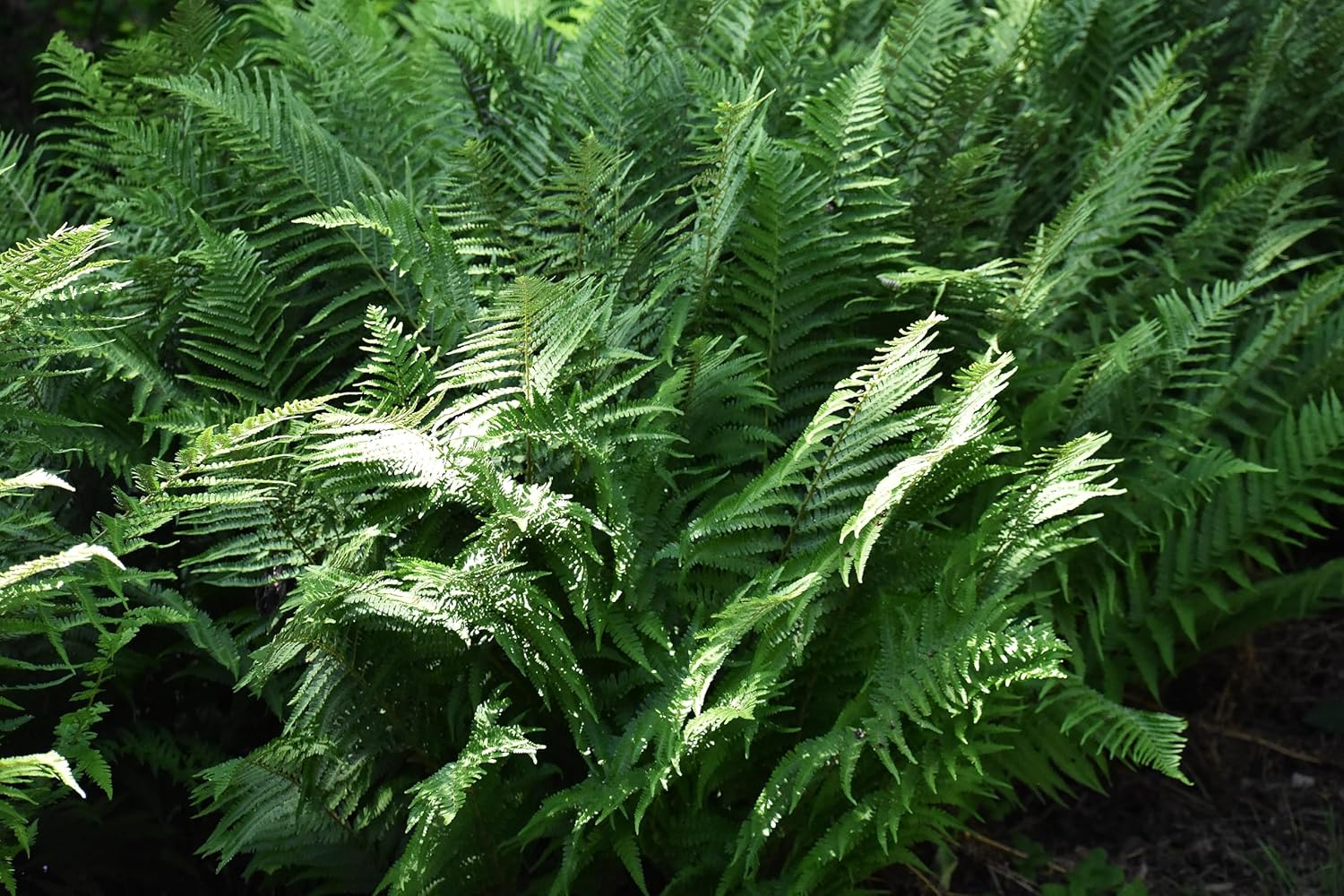 Polystichum setiferum 'Herrenhausen' / Filigranfarn - Stauden Gaenge