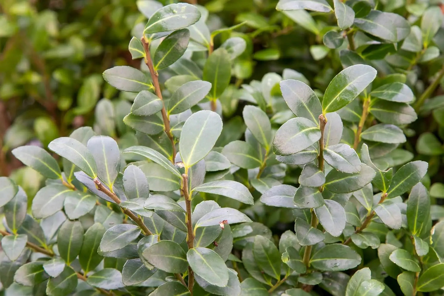 Ilex crenata 'Caroline Upright' / Japanische Stechpalme