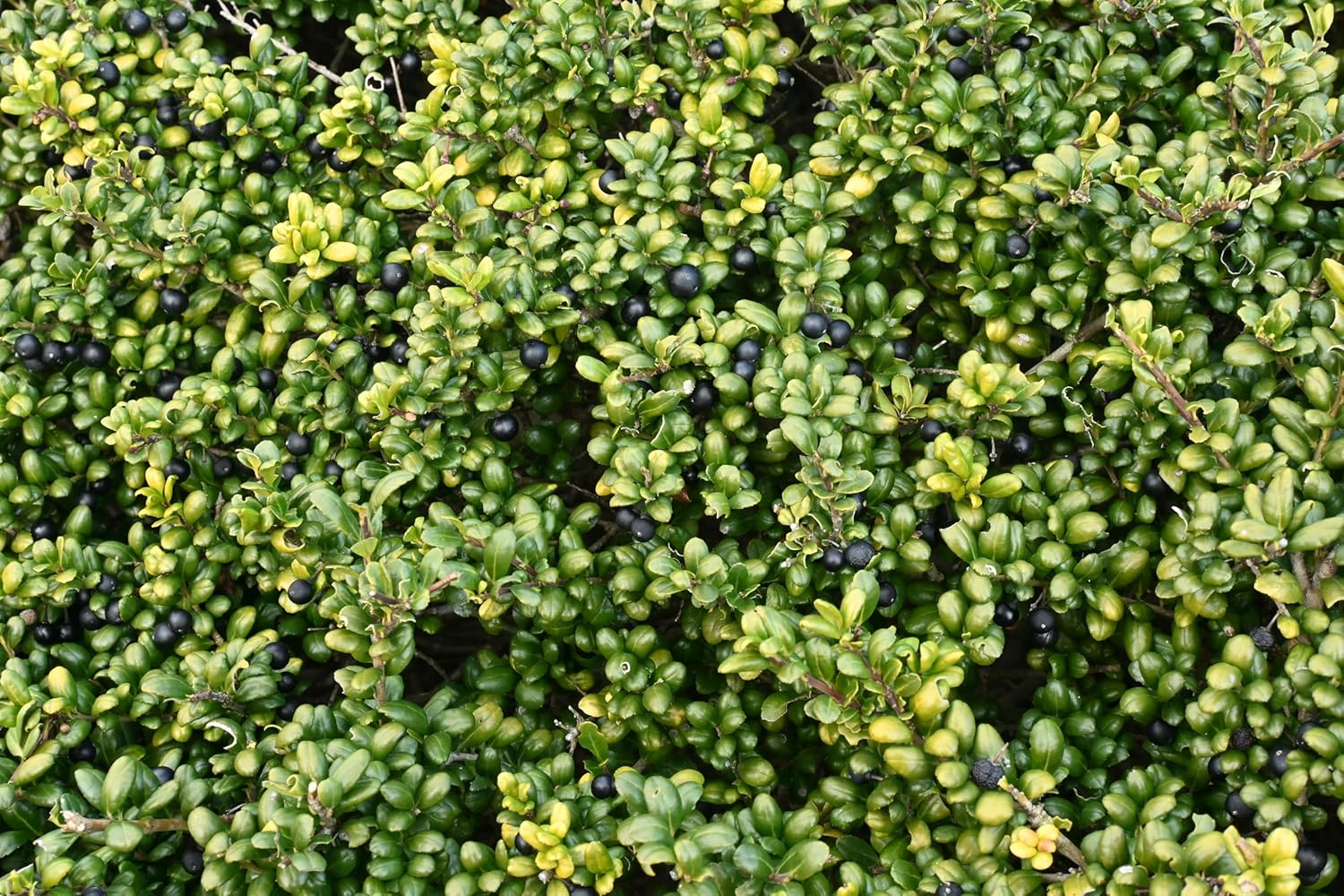 Ilex crenata 'Convexa' / Löffel Ilex