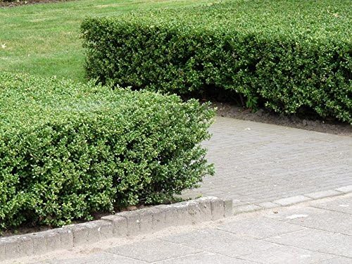 Ilex crenata 'Convexa' / Löffel Ilex