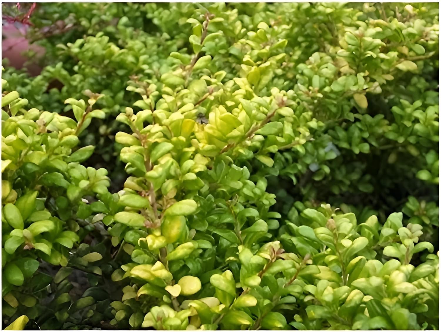 Ilex crenata 'Convexed Gold' / gelber Löffel Ilex