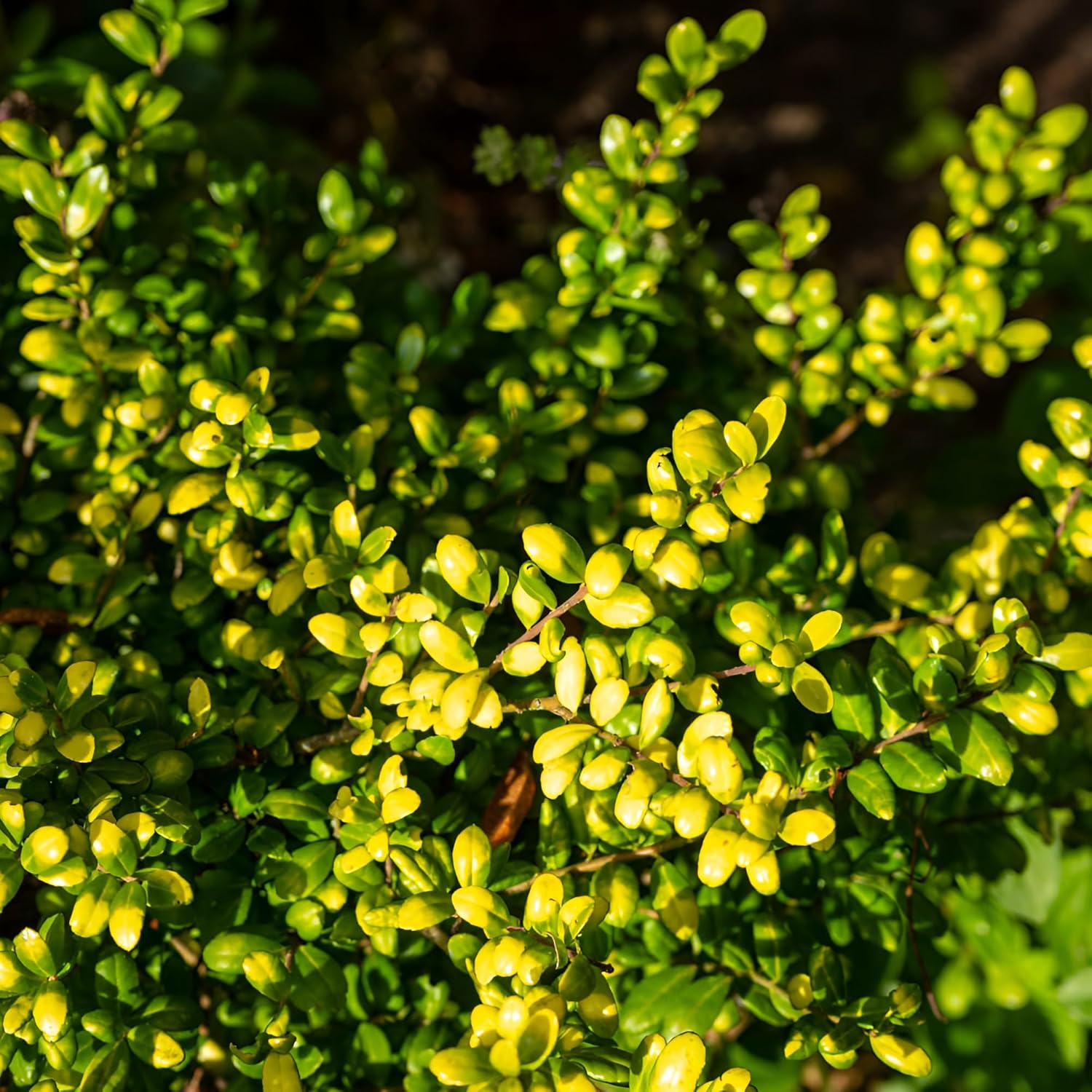 Ilex crenata 'Convexed Gold' / gelber Löffel Ilex