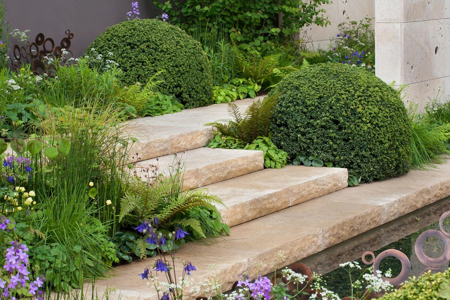 Ilex crenata 'Glory Gem' Kugel 25-35 cm / Japanischer Berg Ilex