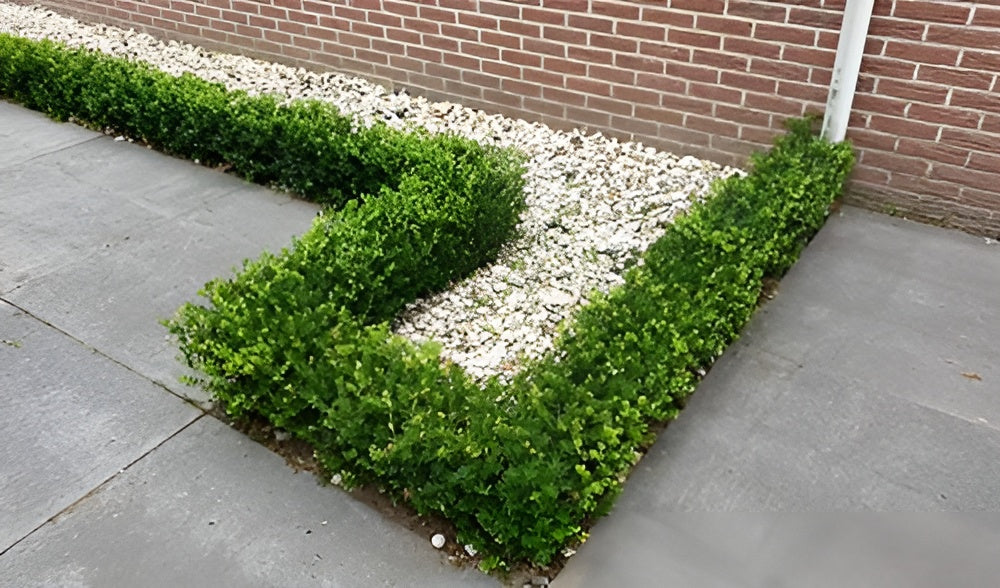 Ilex crenata 'Green Hedge' / Japanische Stechpalme