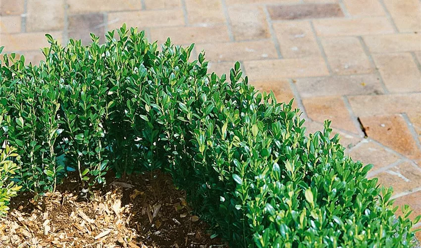 Ilex crenata 'Green Hedge' / Japanische Stechpalme