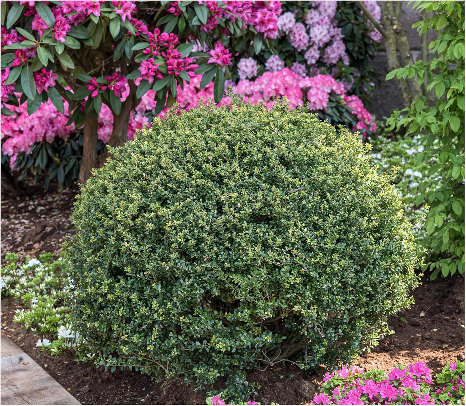 Ilex crenata 'Stokes' Kugel 25-35 cm / Berg Ilex