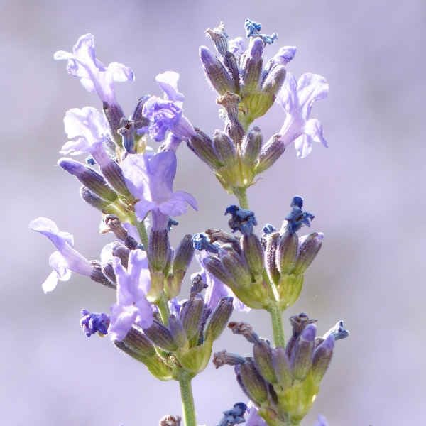 Lavandula angustifolia 'Dwarf Blue' / Echter Lavendel - Stauden Gaenge