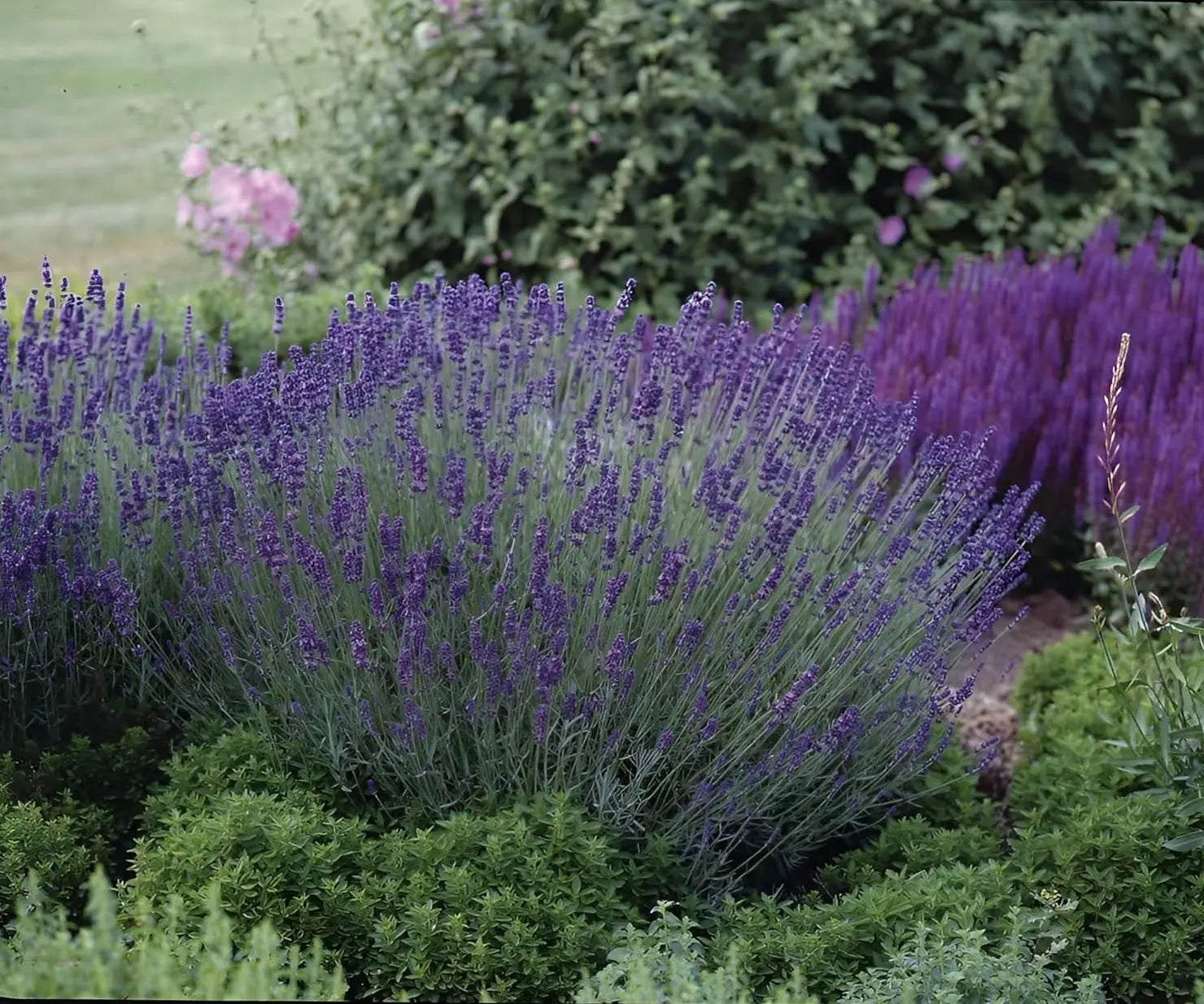 lavendel vapen Lavendel main image 1