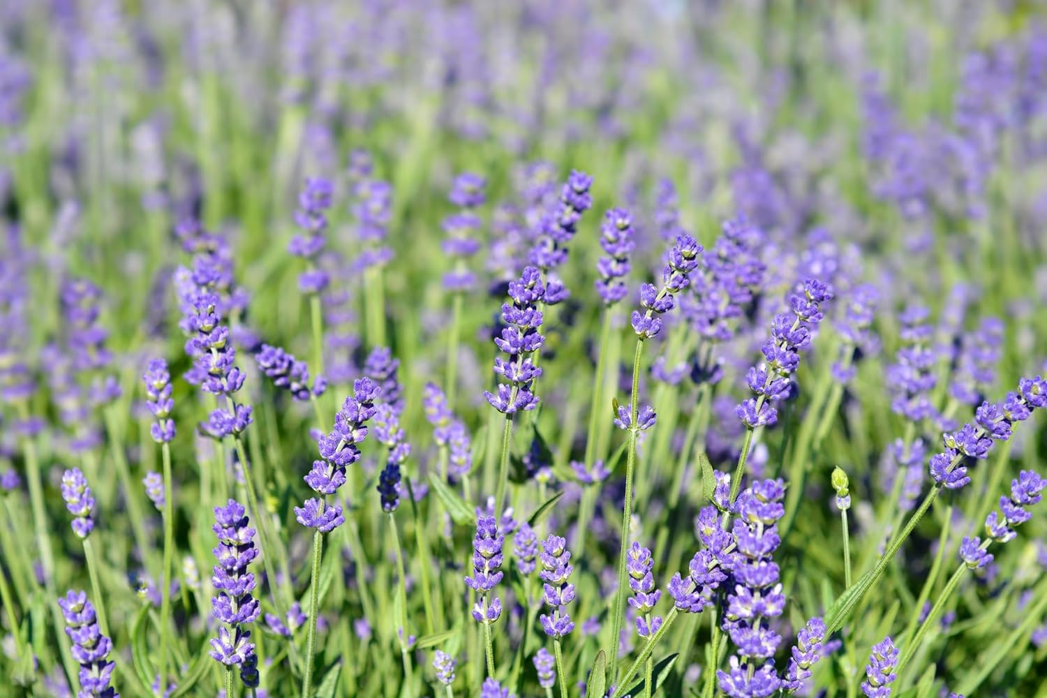 Lavandula angustifolia 'Essence Purple' / Echter Lavendel - Stauden Gaenge