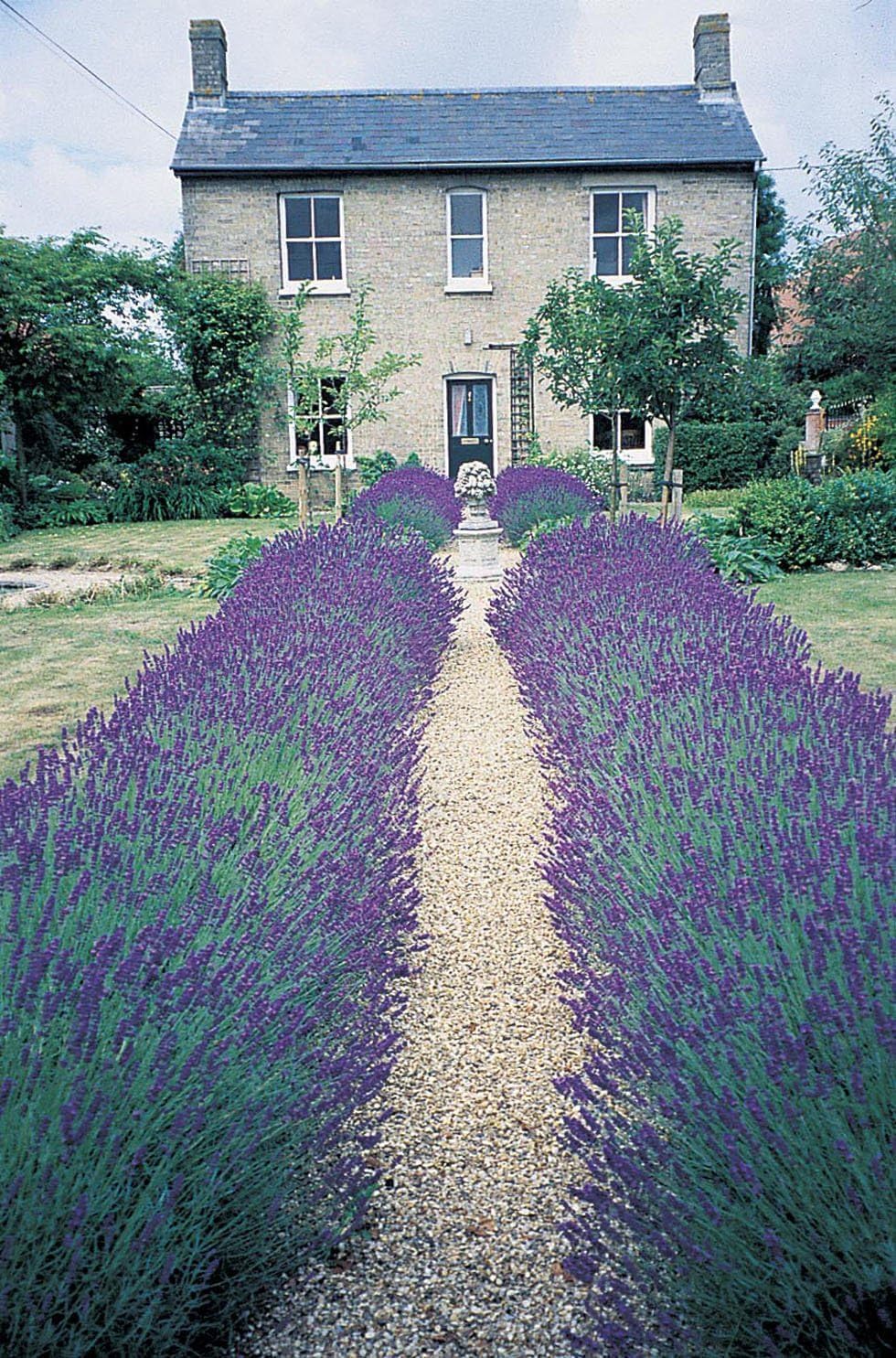 Lavandula angustifolia 'Essence Purple' / Echter Lavendel - Stauden Gaenge