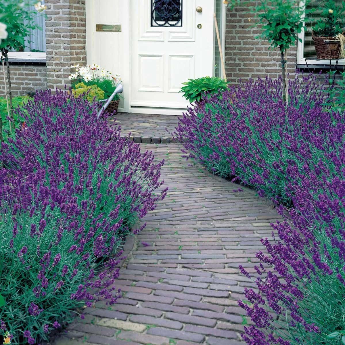 Lavandula angustifolia 'Essence Purple' / Echter Lavendel - Stauden Gaenge