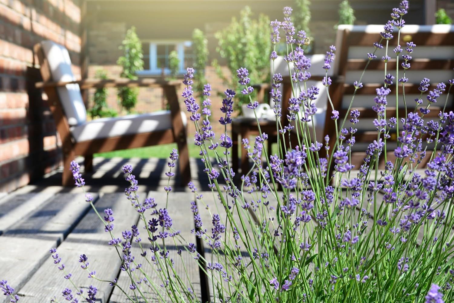 Lavandula angustifolia 'Hidcote Blue' / Echter Lavendel - Stauden Gaenge
