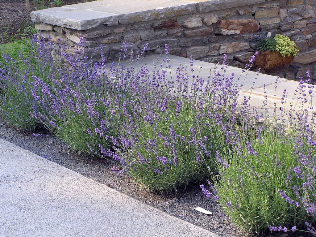 Lavandula angustifolia 'Hidcote Blue' / Echter Lavendel - Stauden Gaenge