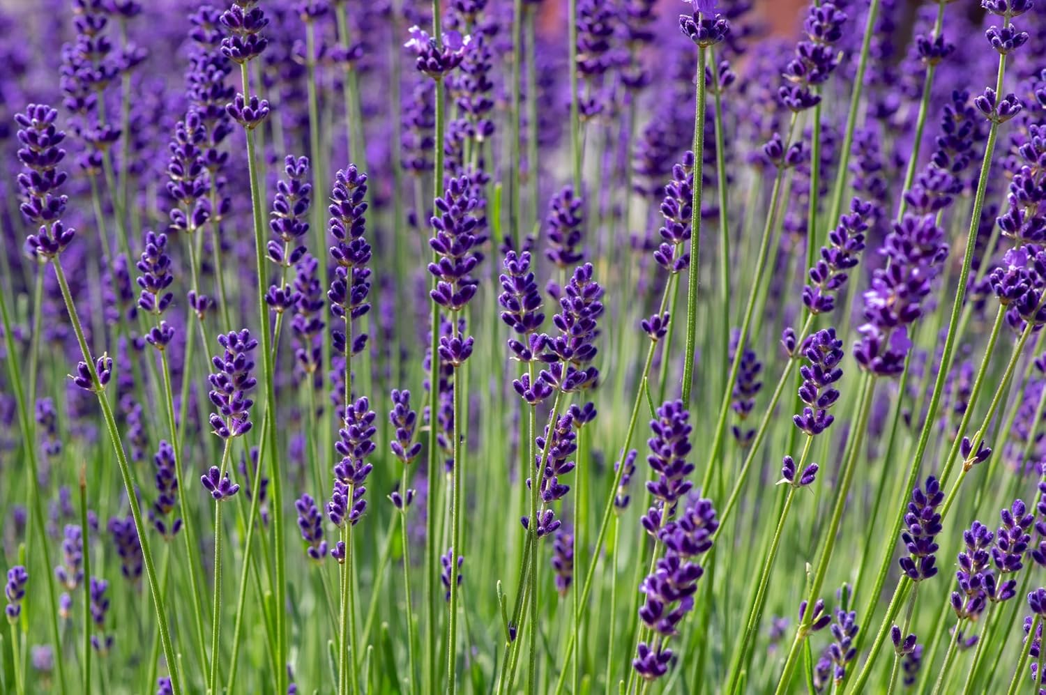 Lavandula angustifolia 'Hidcote Blue' / Echter Lavendel - Stauden Gaenge
