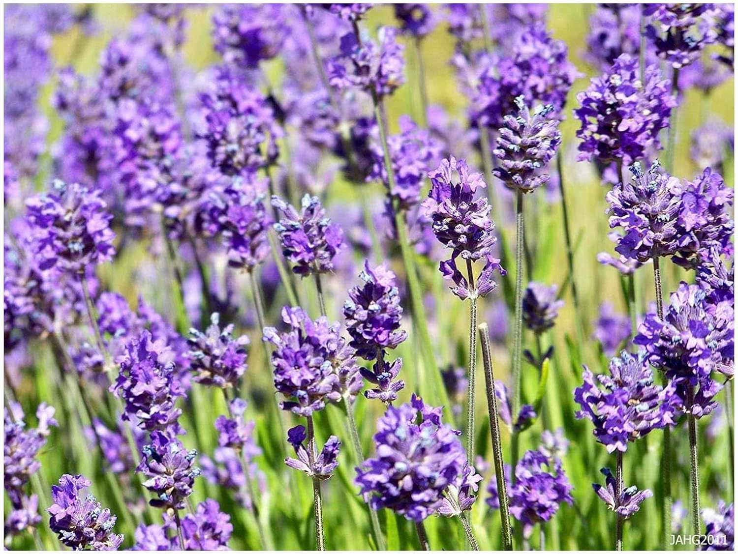 Lavandula angustifolia 'Hidcote Blue' / Echter Lavendel - Stauden Gaenge