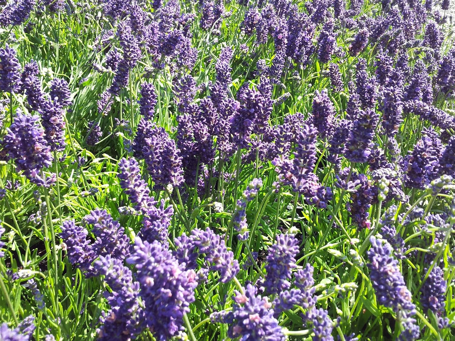 Lavandula angustifolia 'Munstead' / Echter Lavendel - Stauden Gaenge