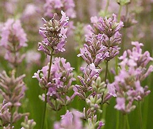 Lavandula angustifolia 'Rosea' / Echter Lavendel - Stauden Gaenge