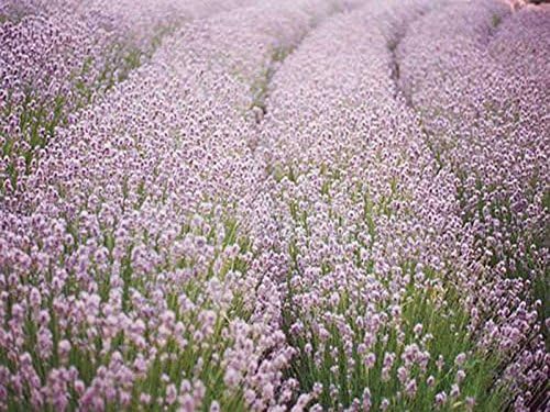 Lavandula angustifolia 'Rosea' / Echter Lavendel - Stauden Gaenge