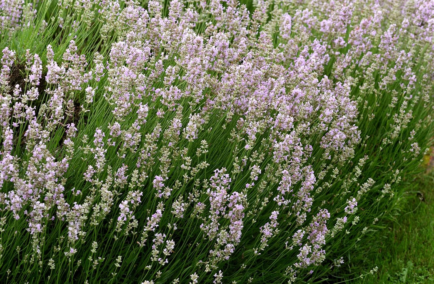 Lavandula angustifolia 'Rosea' / Echter Lavendel - Stauden Gaenge