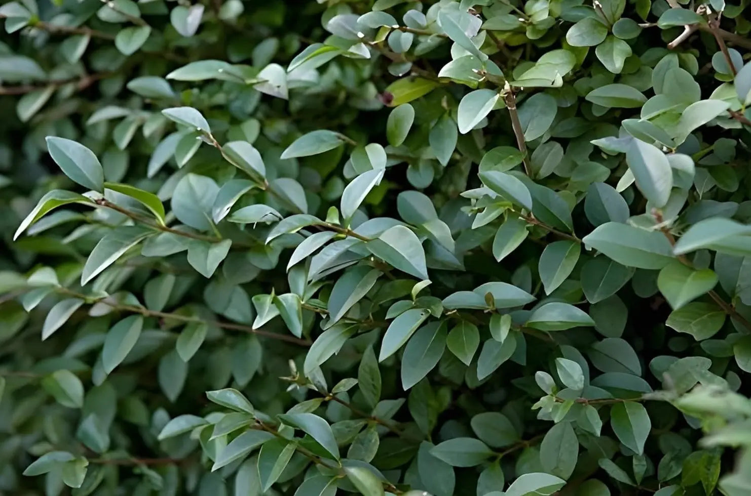Ligustrum lucidum / Glänzender Liguster