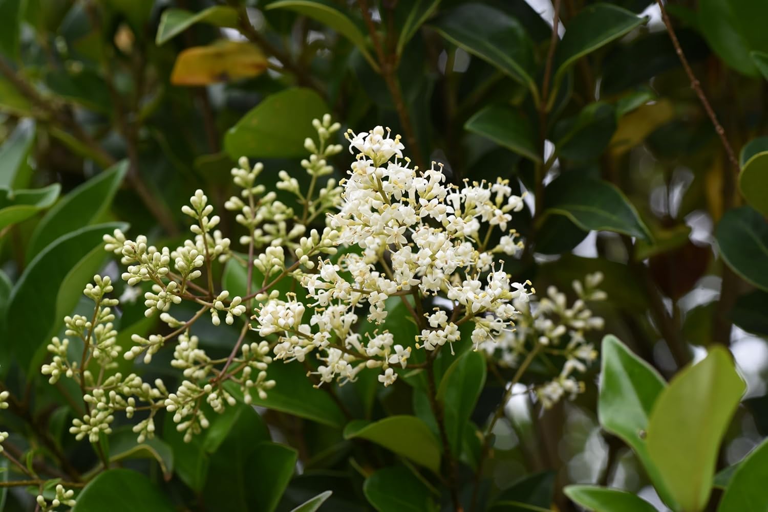 Ligustrum lucidum / Glänzender Liguster - Stauden Gaenge