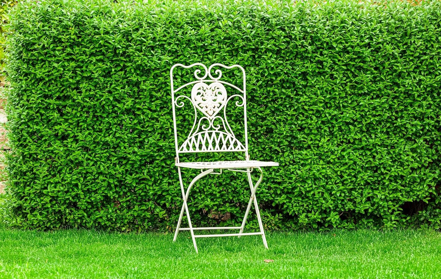 Ligustrum obtusifolium var. regelianum / Buschiger Liguster - Stauden Gaenge