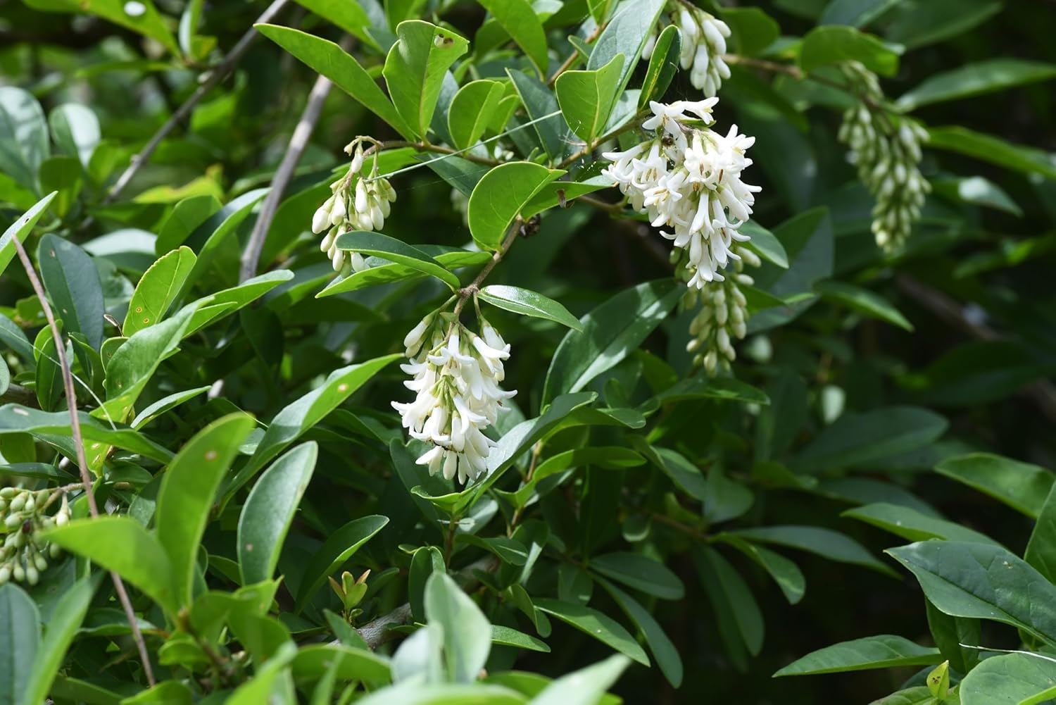 Ligustrum obtusifolium var. regelianum / Buschiger Liguster - Stauden Gaenge