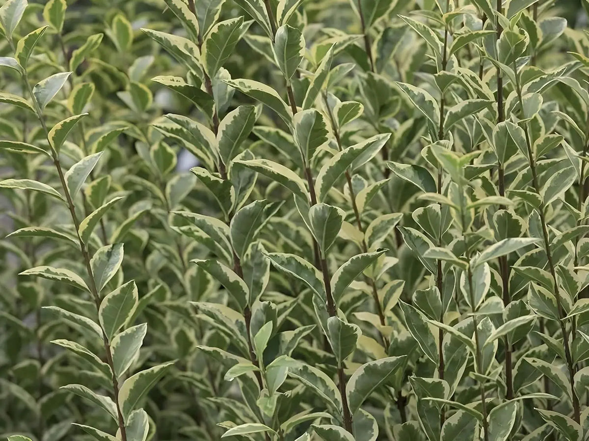 Ligustrum ovalifolium 'Argenteum' / Weißbunter Liguster