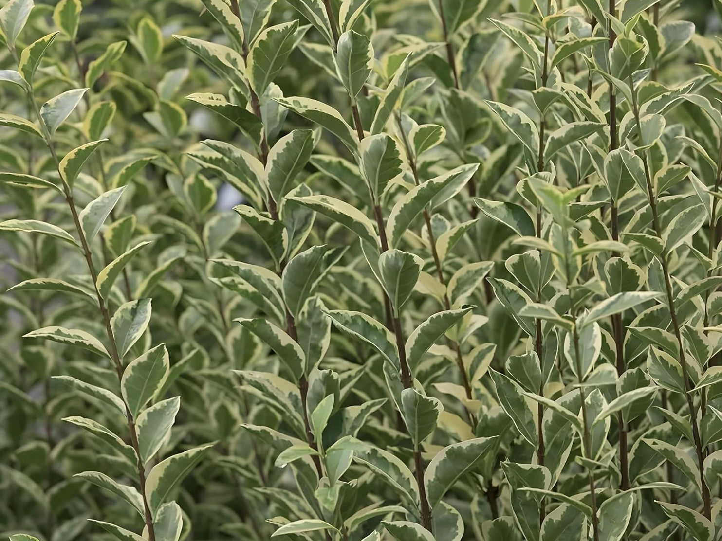 Ligustrum ovalifolium 'Argenteum' / Weißbunter Liguster - Stauden Gaenge