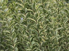 Weißbunter Liguster Ligustrum ovalifolium 'Argenteum' als Gehölz mit silber-weißen Blättern, von Stauden Gänge.